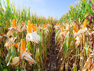 ����J03-���׷N��-��ʥ�̷N�I(y��)