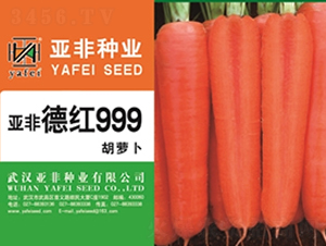 �¼t999-���}���N��-����