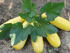 ���16̖(h��o)-�����J�N��-����r(n��ng)�I(y��)