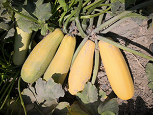 ����һ̖(h��o)-�����J�N��-����r(n��ng)�I(y��)