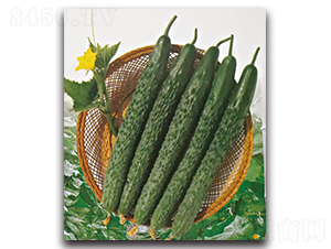 ����6̖-�S�ϷN��-��ľ�N��