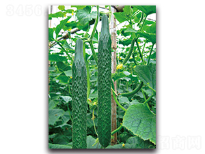 ����4̖-�S�ϷN��-��ľ�N��