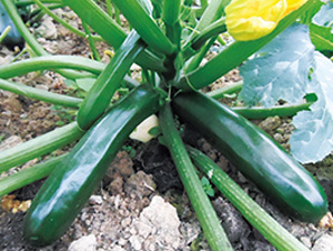 �֠�ī�G-�����J�N��-�֠��r(n��ng)�I(y��)