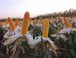 ����2265-���׷N��-���S�r(n��ng)�I(y��)