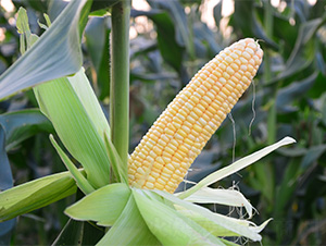 ����5̖-���׷N��-���S�r(n��ng)�I(y��)