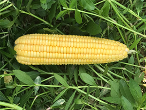 �S��1̖(h��o)-���׷N��-���S�r(n��ng)�I(y��)