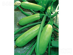 ��������-�����J�N��-����