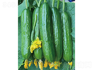 ��DV-66-�S�ϷN��-����