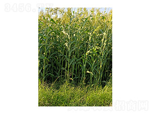 �����N�ӈD-��Ų�