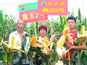 ����2̖-���׷N��-������