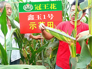 ����1̖-���׷N��-������