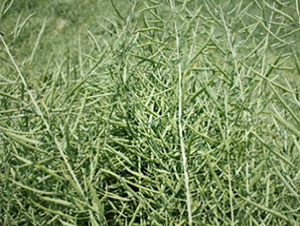 �K��1̖-�Ͳ˷N��-����N�I(y��)