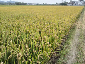 ��Ŵ1332-ˮ���N��-����N�I(y��)