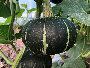 ����˹-�ϹϷN��-���S�N�I(y��)