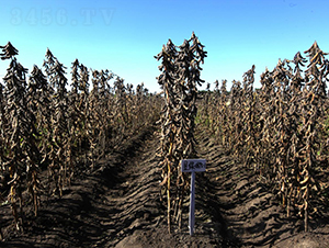 ����335-�󶹷N��-���S�N�I(y��)