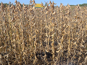 ����25-�󶹷N��-���S�N�I(y��)