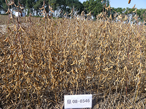 ����43-�󶹷N��-���S�N�I(y��)