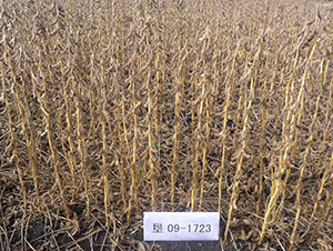 ����58-�󶹷N��-���S�N�I(y��)