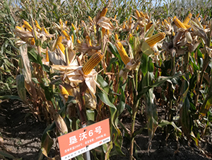 ����6̖(h��o)-���׷N��-���S�N�I(y��)