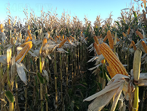 ����5̖(h��o)-���׷N��-���S�N�I(y��)