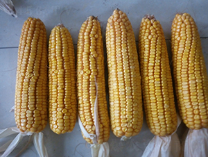 ����3̖(h��o)-���׷N��-���S�N�I(y��)