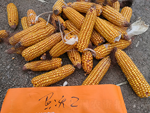 ����2̖(h��o)-���׷N��-���S�N�I(y��)