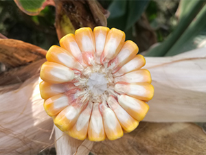 ������4̖(h��o)-���׷N��-���S�N�I(y��)