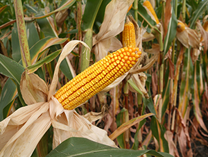 ������3̖(h��o)-���׷N��-���S�N�I(y��)