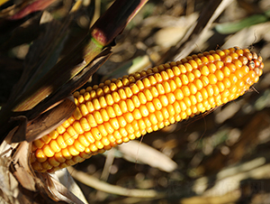 ������2̖(h��o)-���׷N��-���S�N�I(y��)