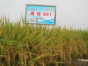 ����(y��u)691-ˮ���N��-�зN���F