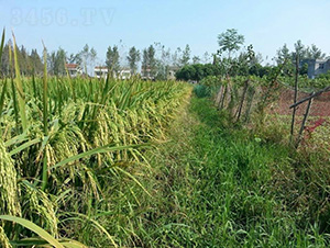 ��9��(y��u)168-ˮ���N��-�зN���F(tu��n)