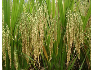 ���マ(y��u)208-ˮ���N��-�зN���F(tu��n)