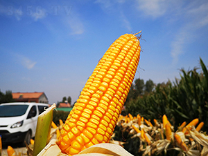 ��123-���׷N��-�f����r