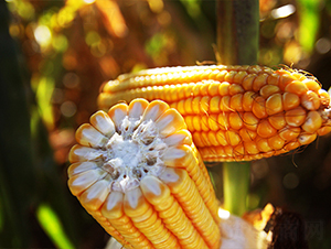 SPR����968-���׷N��-�f����r(n��ng)