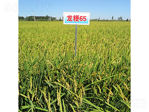 ����65-ˮ���N��-���ƷN�I(y��)