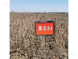 ���r(n��ng)84-�󶹷N��-���ƷN�I(y��)