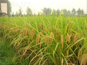 ���σ�(y��u)1̖(h��o)-ˮ���N��-�t��N�I(y��)