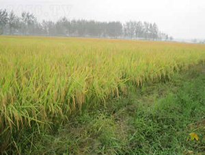 Y�Ƀ�(y��u)950-ˮ���N��-�t��N�I(y��)