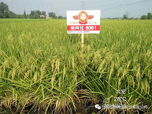 �ՃɃ�(y��u)8061-ˮ���N��-�t��N�I(y��)