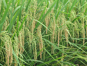 ���Ƀ�(y��u)829-ˮ���N��-�����N�I(y��)