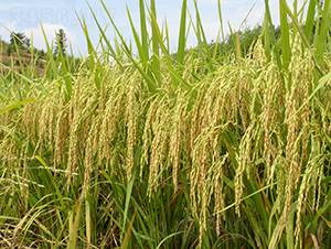 ��Ŵ��(y��u)6̖(h��o)-ˮ���N��-�����N�I(y��)