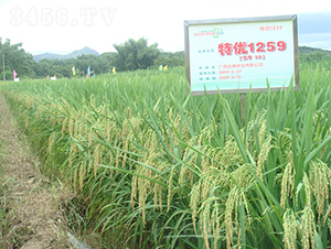 �؃�(y��u)1259-ˮ���N��-�����N�I(y��)