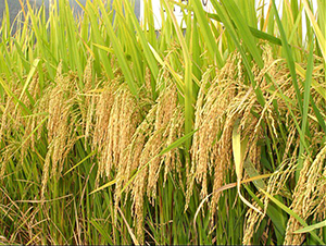 �˃�(y��u)3009-ˮ���N��-�����N�I(y��)