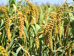 ԥ��48-���ӷN��-����r(n��ng)��