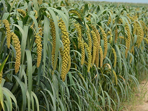 ԥ��42-���ӷN��-����r(n��ng)��