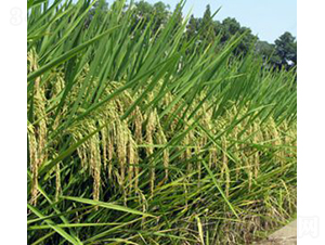 �r(n��ng)�Ƀ�(y��u)����-ˮ���N��-�Aï�߿�