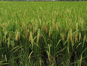 ���S��(y��u)512-ˮ���N��-�Aï�߿�