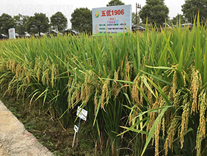 �僞(y��u)1906-ˮ���N��-�Aï�߿�