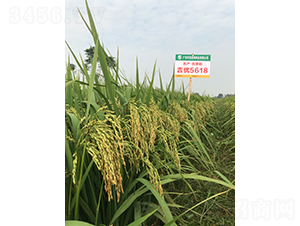 ����(y��u)5618-ˮ���N��-�Aï�߿�