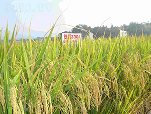 �X��(y��u)3301-ˮ���N��-���C�N�I(y��)